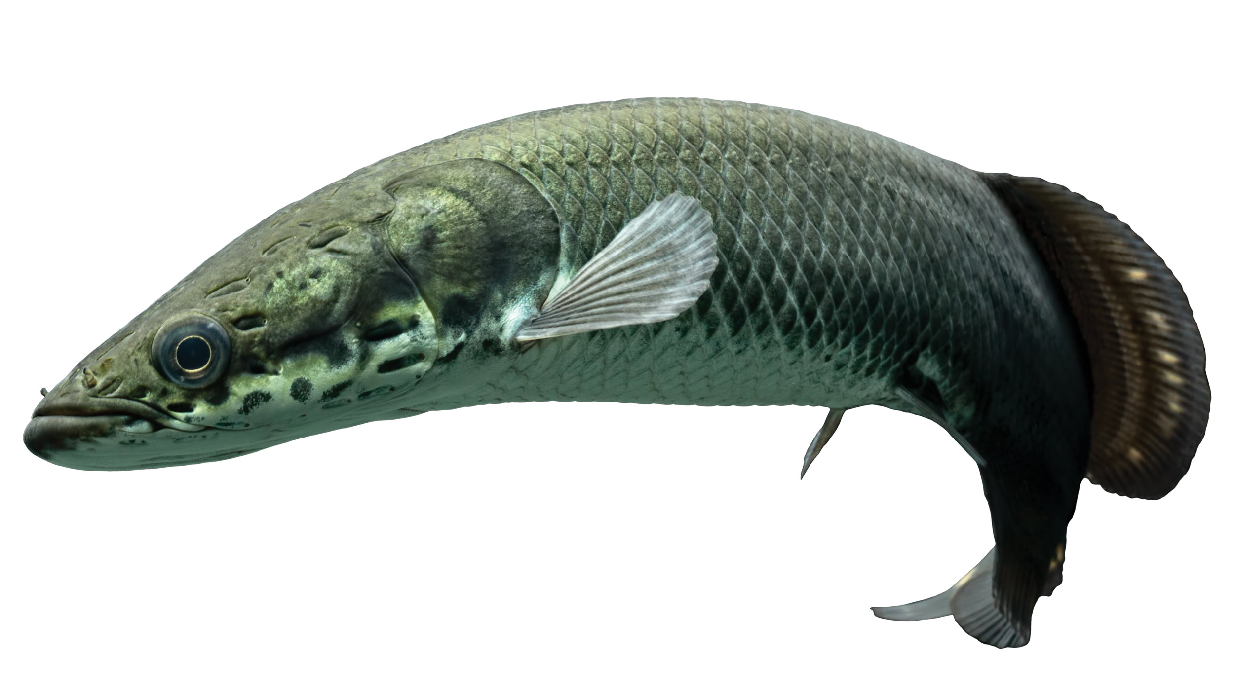 Amazonian freshwater fish, Arapaima gigas
