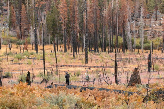 Katya Rakhmatulina collects data at a “shrub” weather station in Yosemite National Park’s Illilouette Basin.