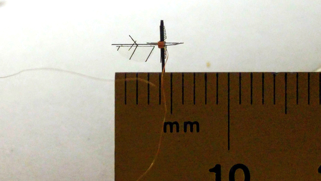 Microfly and ruler