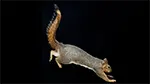 Leaping squirrel
