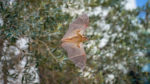 An Egyptian fruit bat takes flight.