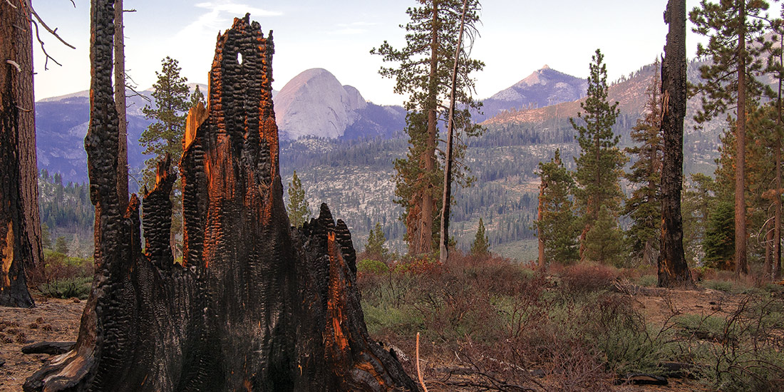 Burned stump at the Illilouette Creek Basin in Yosemite National Park.